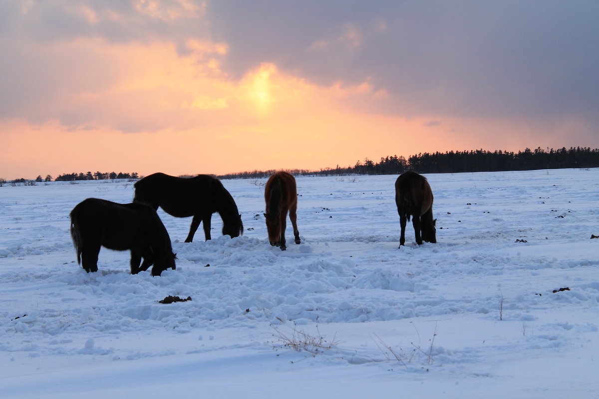 Лошади зимой - Валентина Боровкова