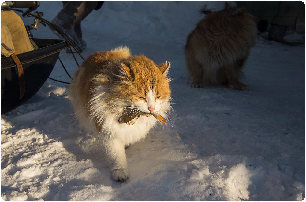 Жизнь жёлтого кота-рыбака... - Татьяна Выборнова
