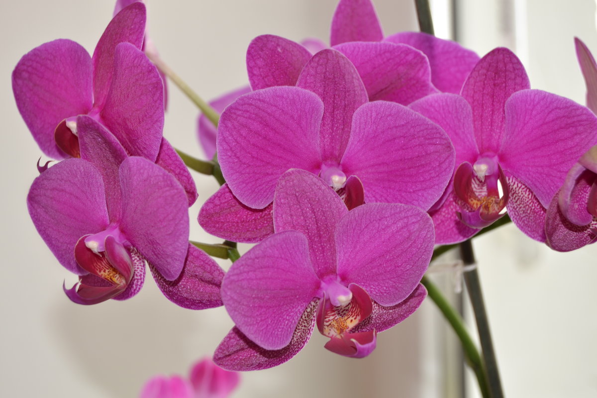 орхидея - сергей 