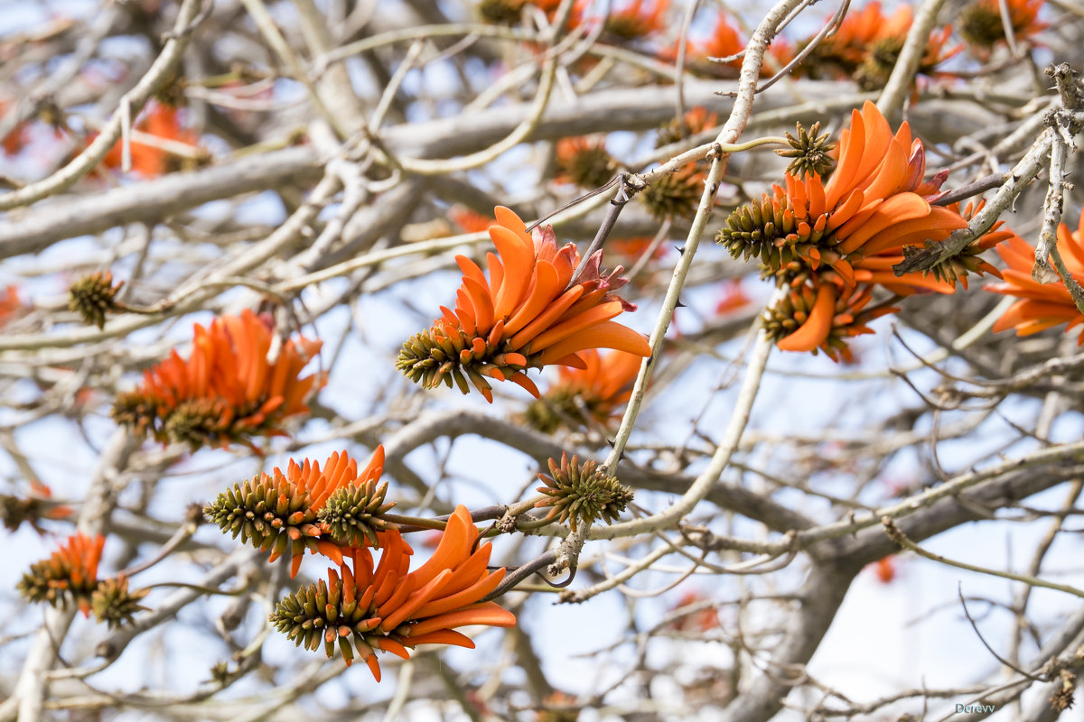 Коралловое дерево (Эритрина, Erythrina caffra) - Александр Деревяшкин