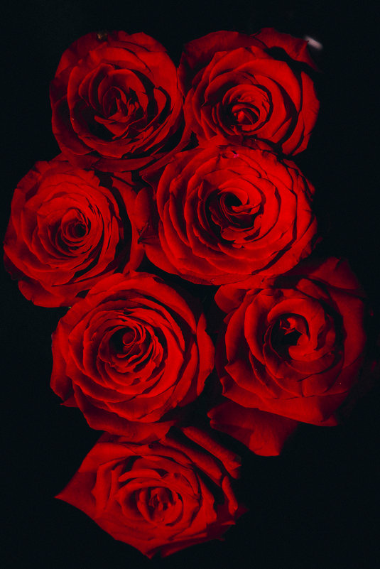 розы - Vitaliy Mytnik