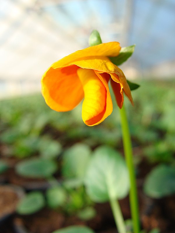 Viola cornuta  Rocky Tangerine - laana laadas