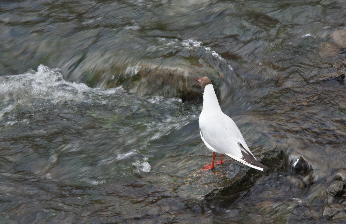 чайка на реке - Влада Лаптева