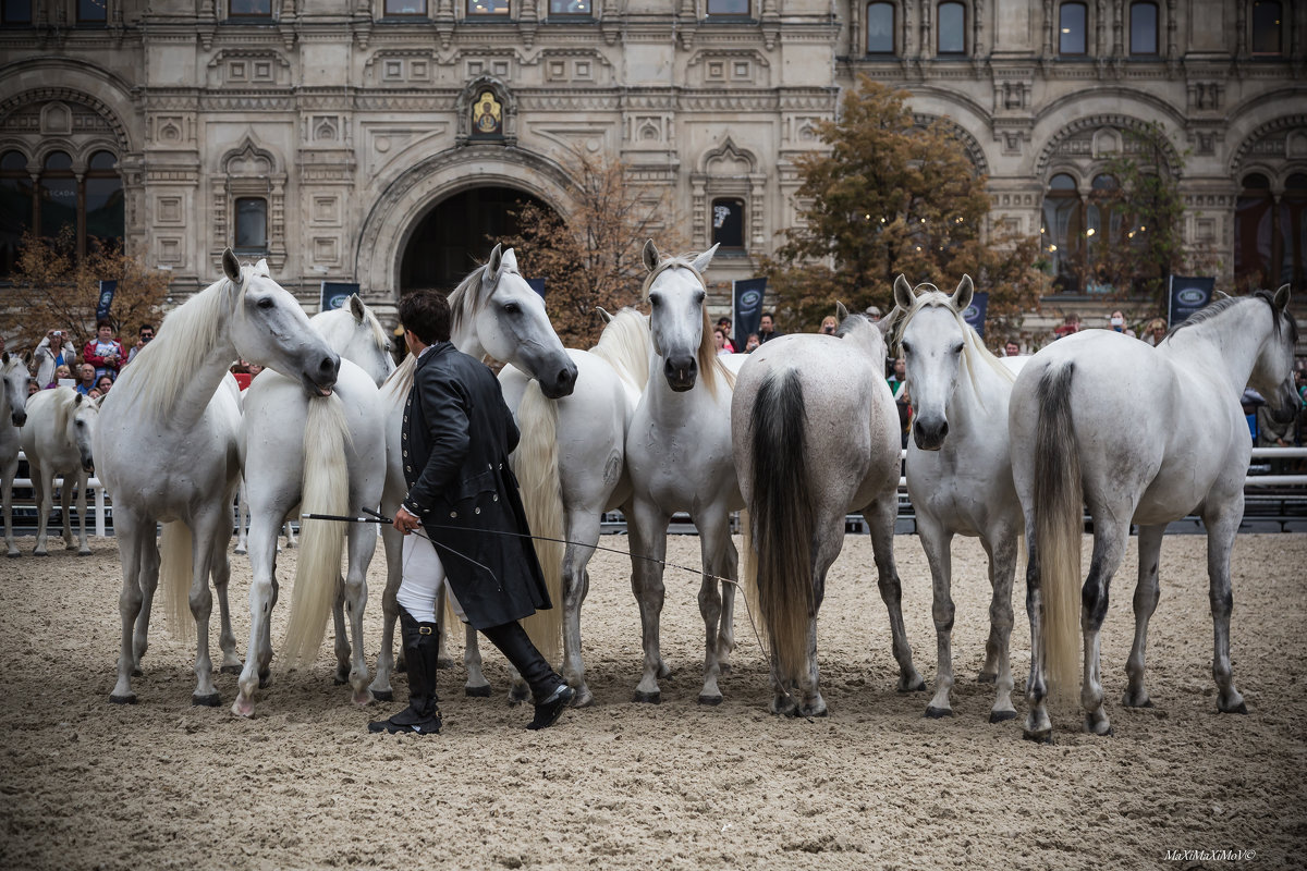 02 Конное шоу - Lorenzo Emotion horse show in Moscow - Максим Максимов