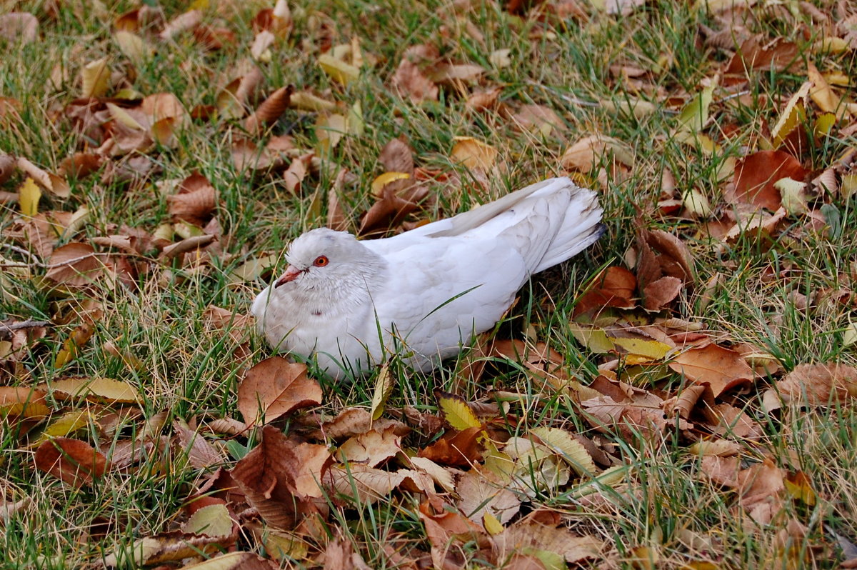 Белый голубь - Дмитрий Глушко
