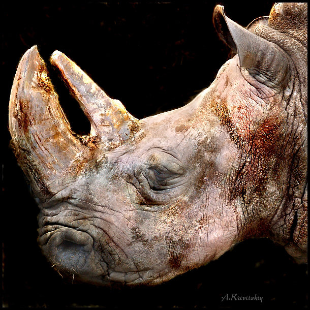 Старый носорог. The old Rhino. - krivitskiy Кривицкий