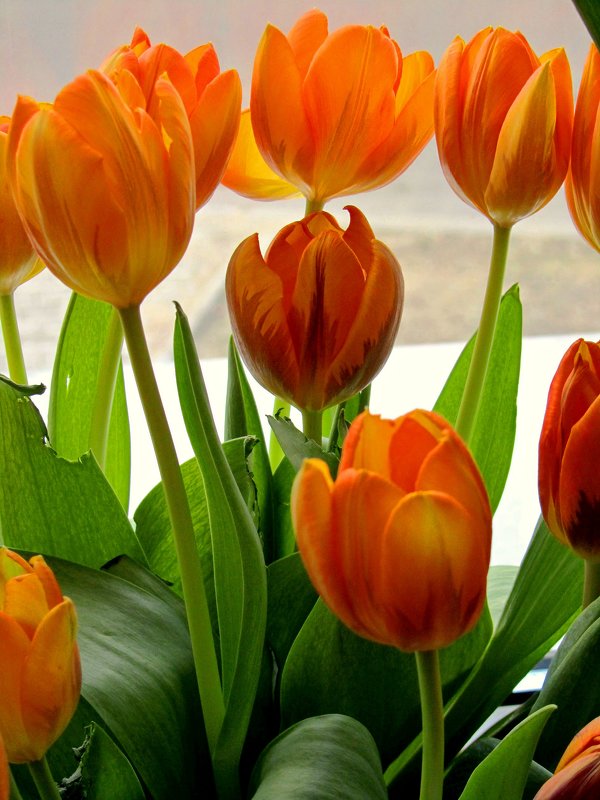 Тюльпаны на окне - Сергей Карачин