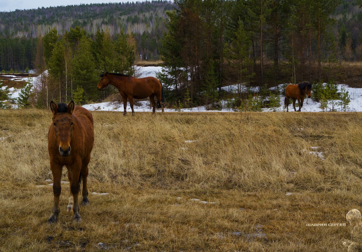 Три рыжих коня - Сергей Шаврин