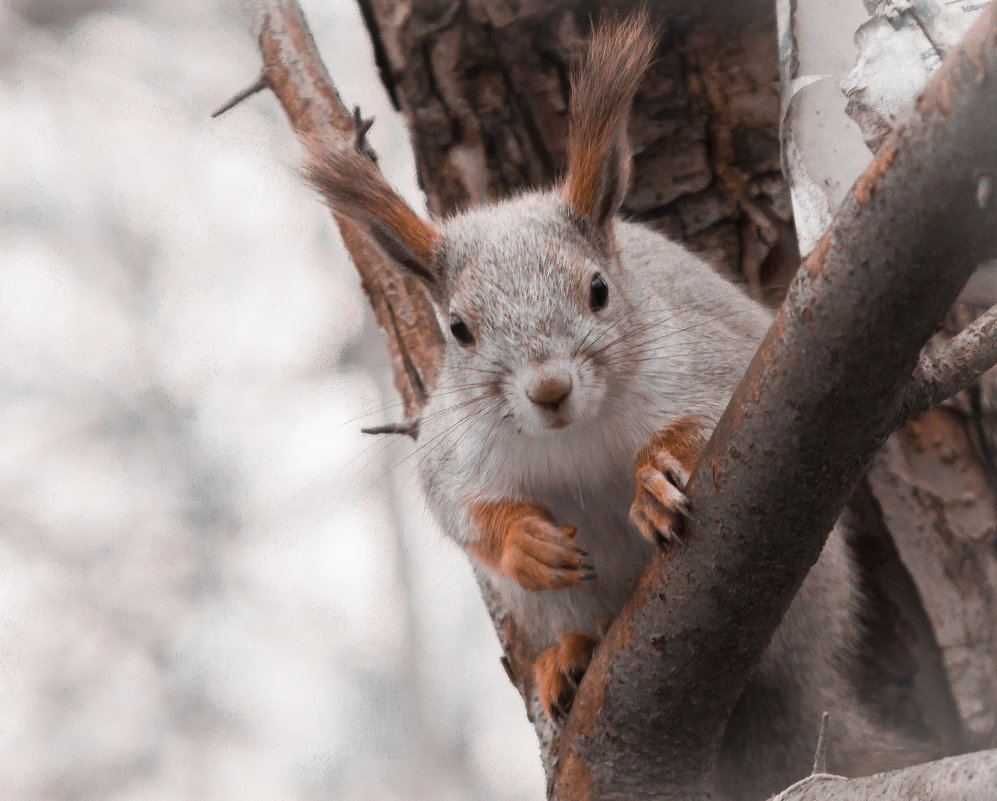 squirrel - Дмитрий Красько