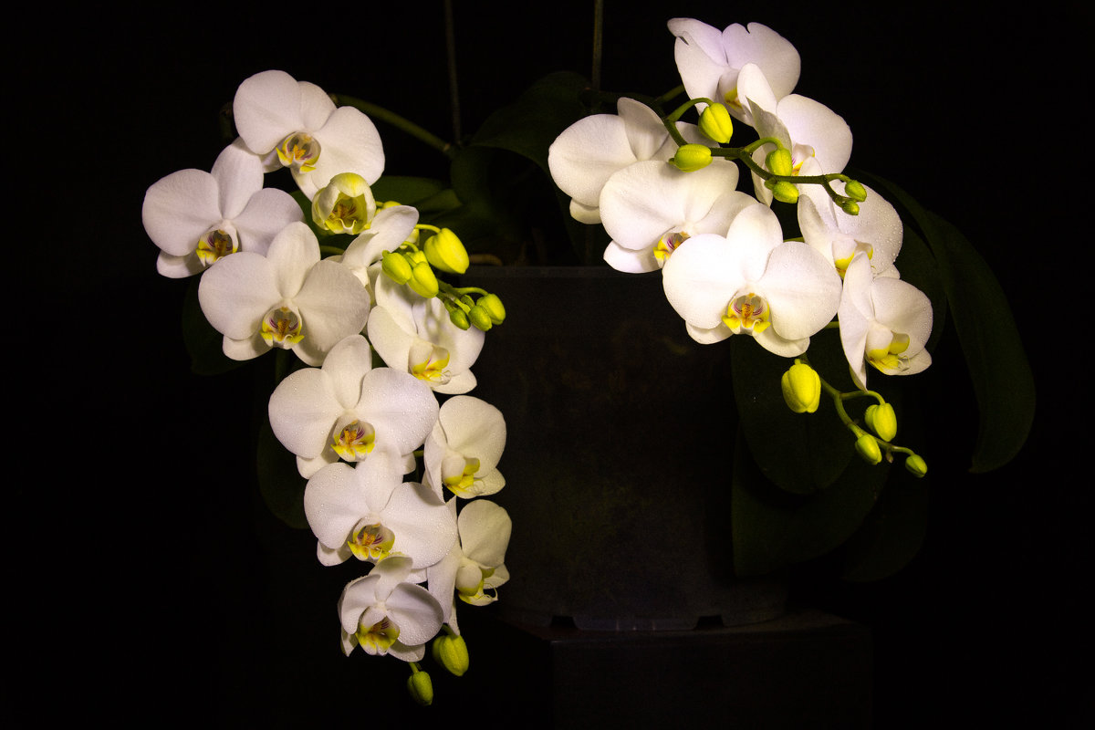 Орхидея Фаленопсис - alexnder 