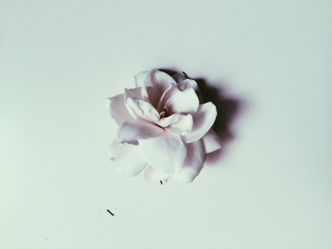 flower gardenia - Настенька Сорокина