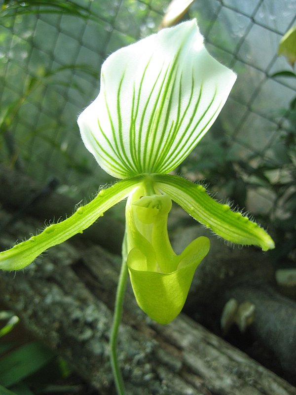 Орхидеи  2009 - Таллиннский Ботанический Сад - laana laadas