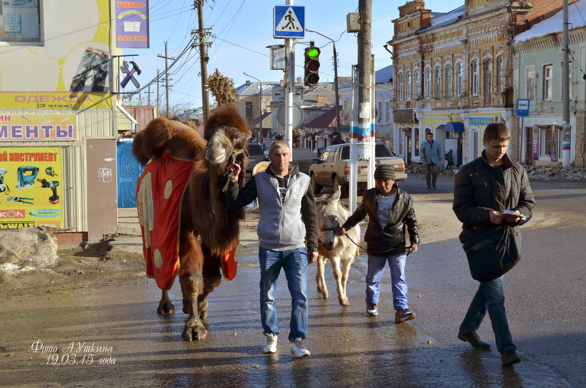 Верблюд в городе - Анатолий Уткин