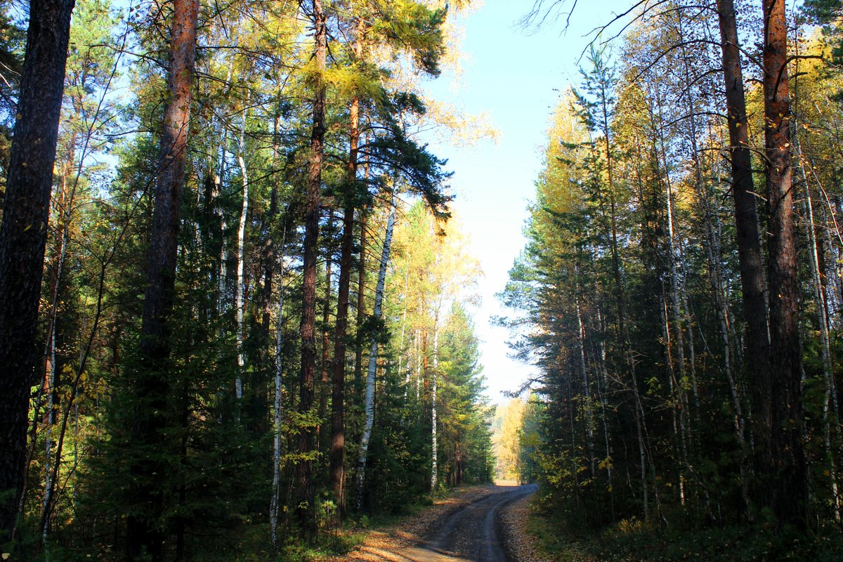 дорога в лесу - Наталья Ивашевская