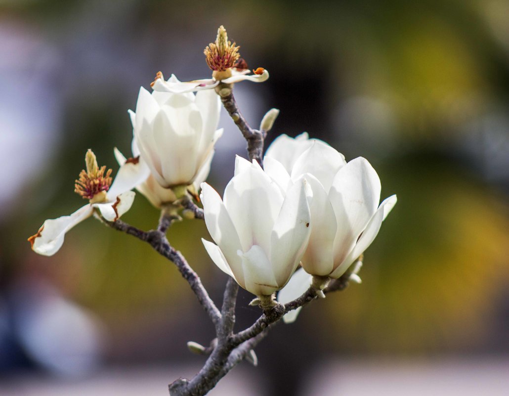 Магнолия кобус (Magnolia kobus) - Слава 