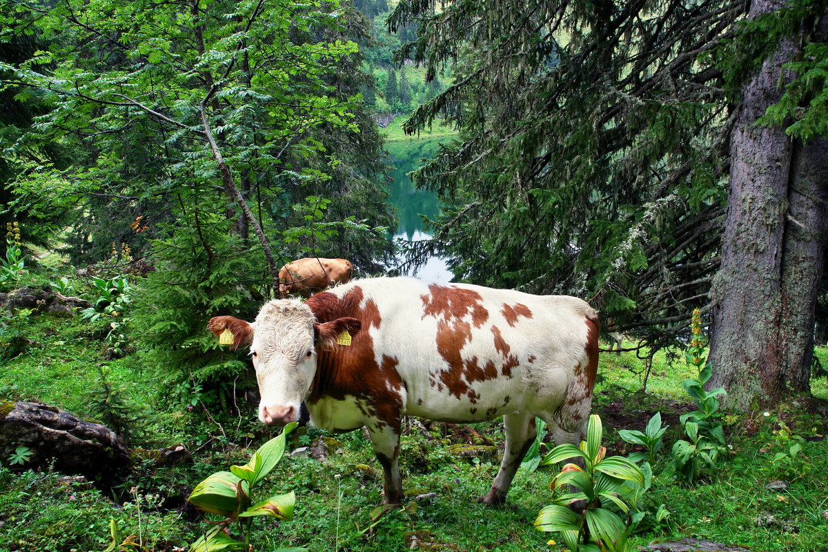 горно-лесные коровы - Elena Wymann