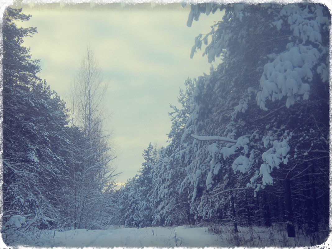 лес зимой - Екатерина Камандакова