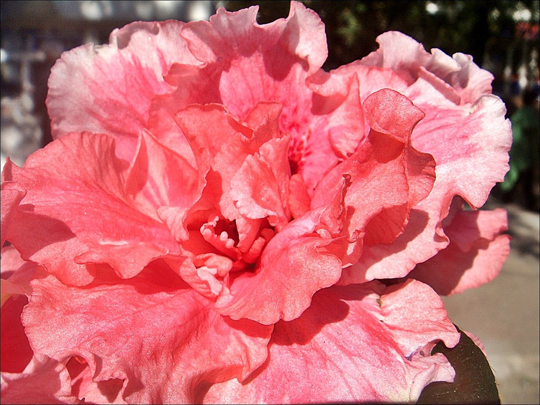 Азалия - цветок под розовой вуалью - Нина Корешкова