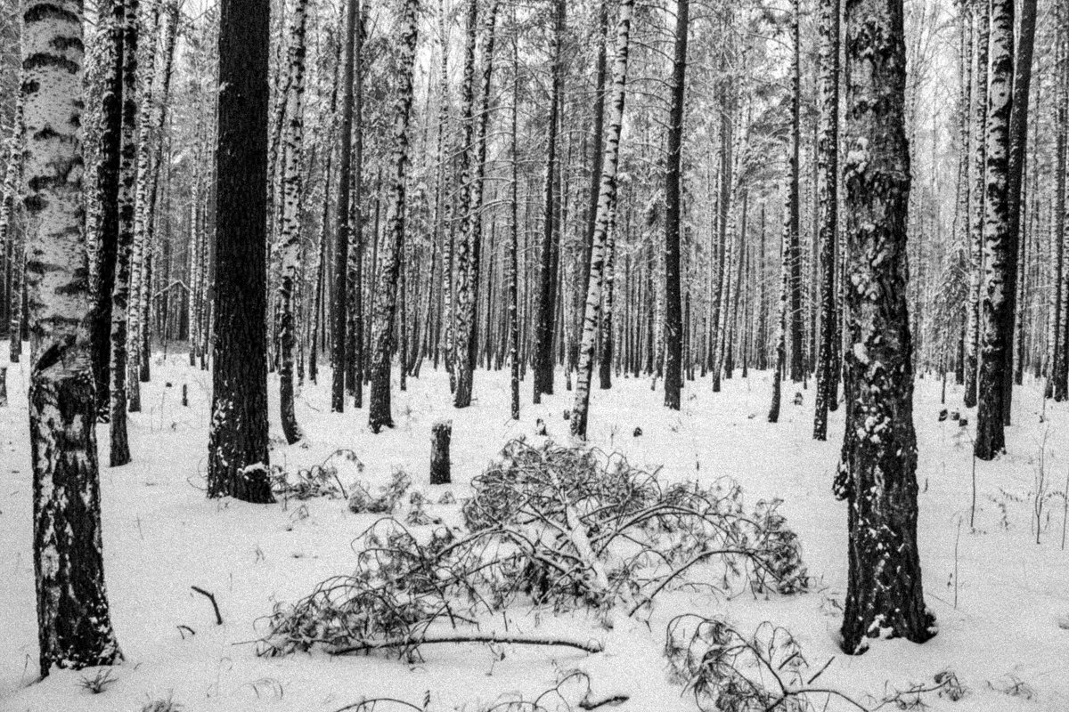 Зимний лес - Артем Ступаков