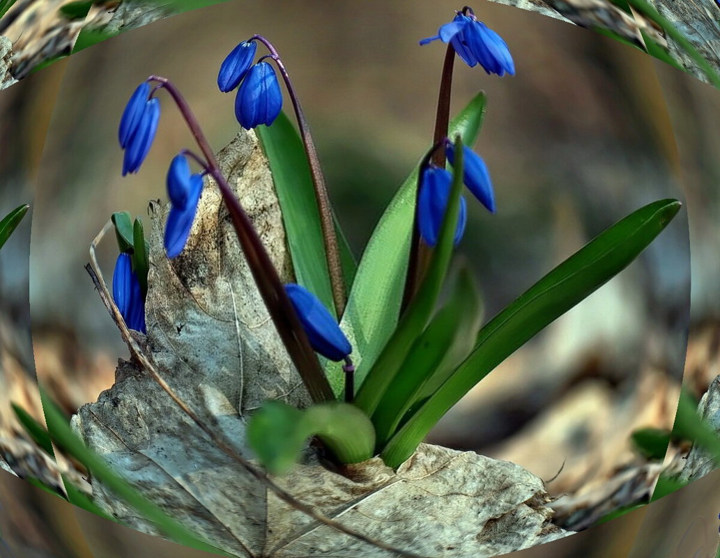 Весны цветы - Александр Резуненко