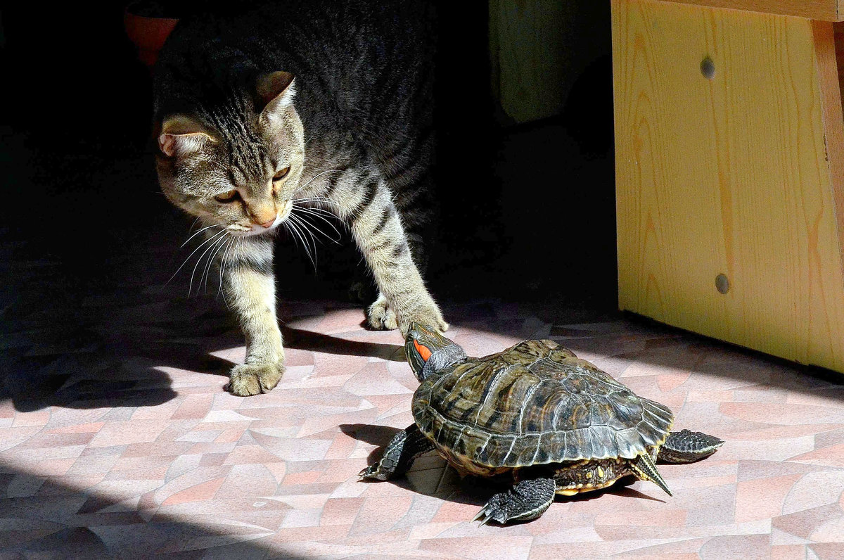 Кот и красноухая черепаха
