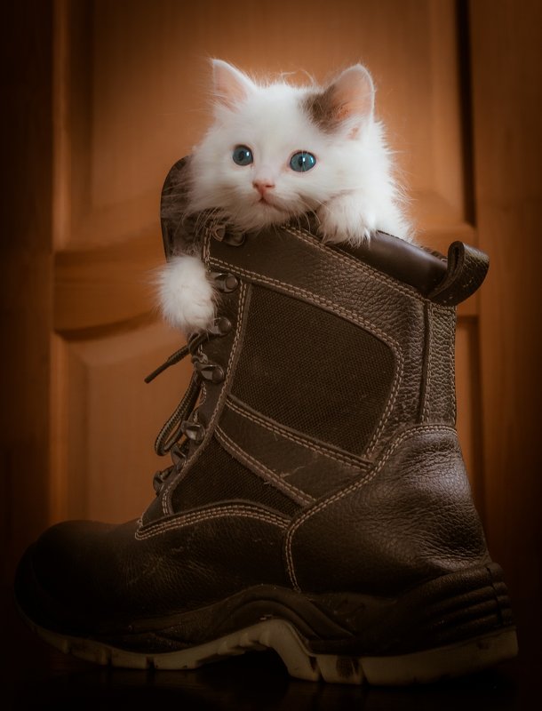 Кот и ботинок. - Владимир 