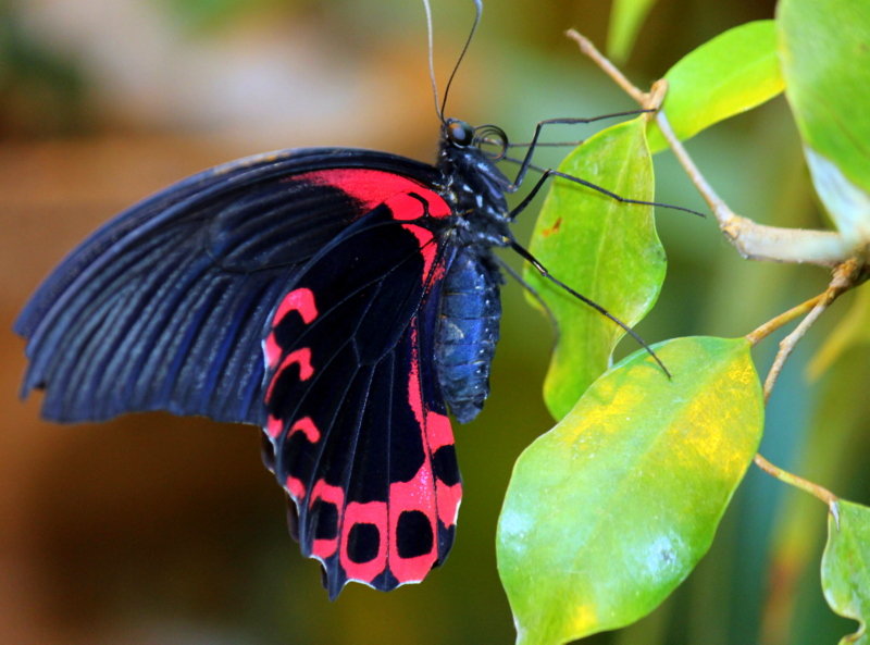 Бабочка - оля san-alondra
