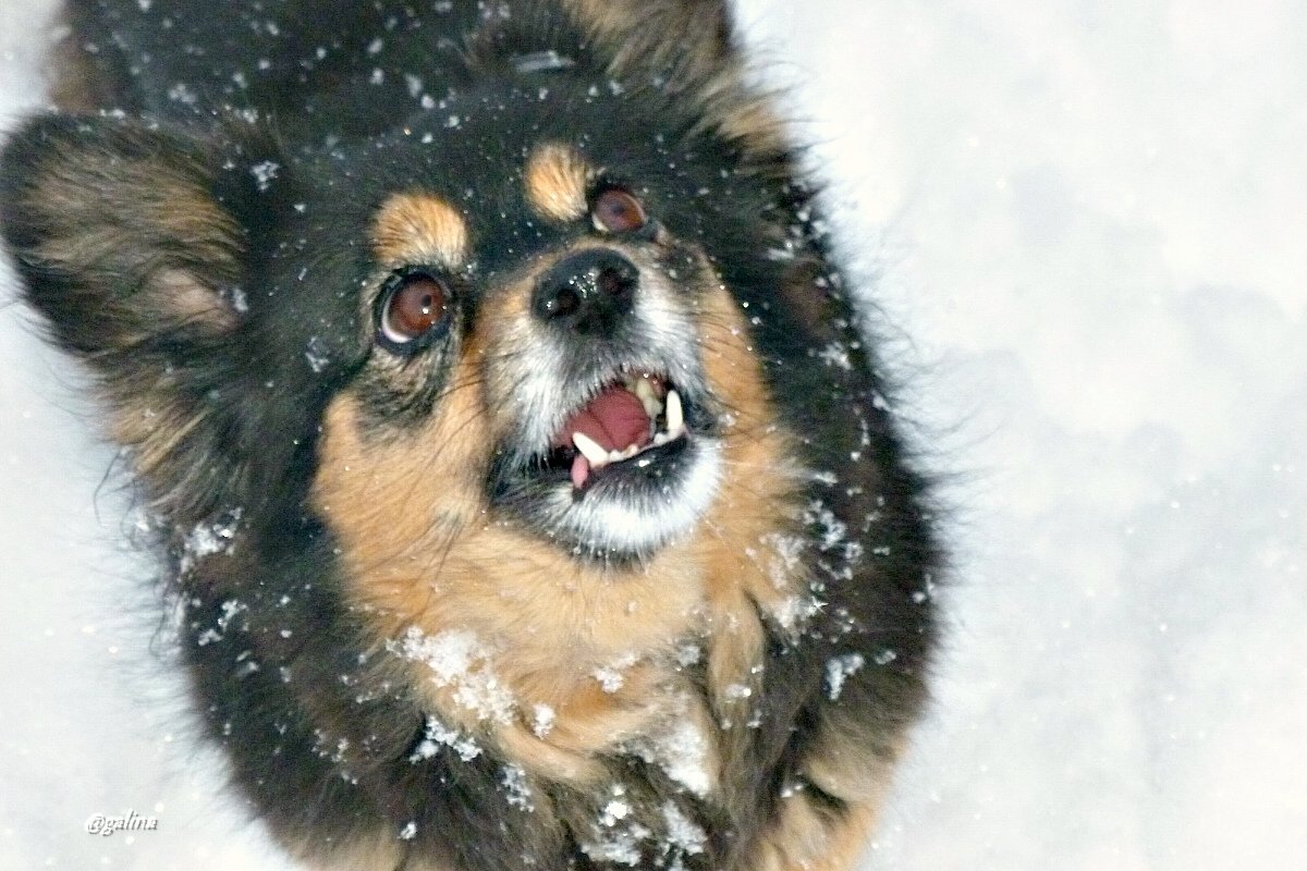 Про собачку и... мартовский снег - galina tihonova
