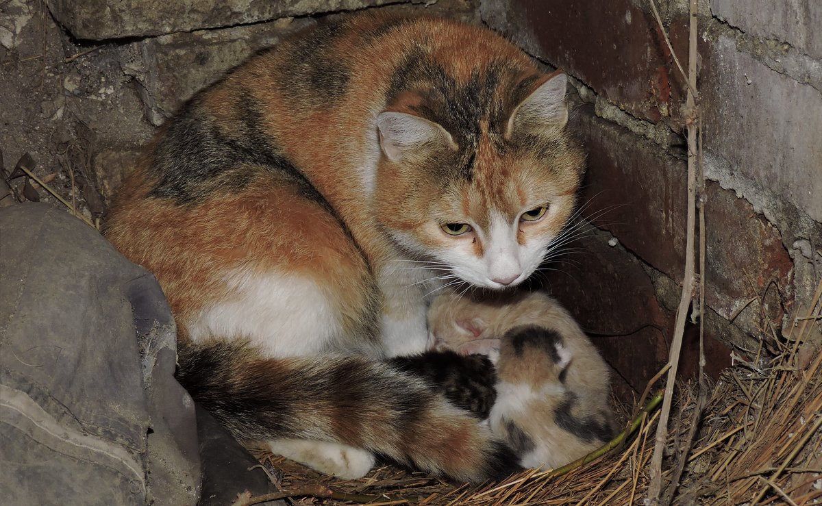 Кошка  соня с  детками - Алёна Закатченко