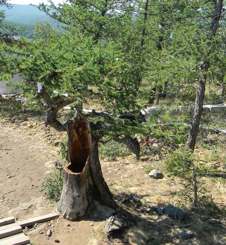 Старое дерево - Вера Щукина