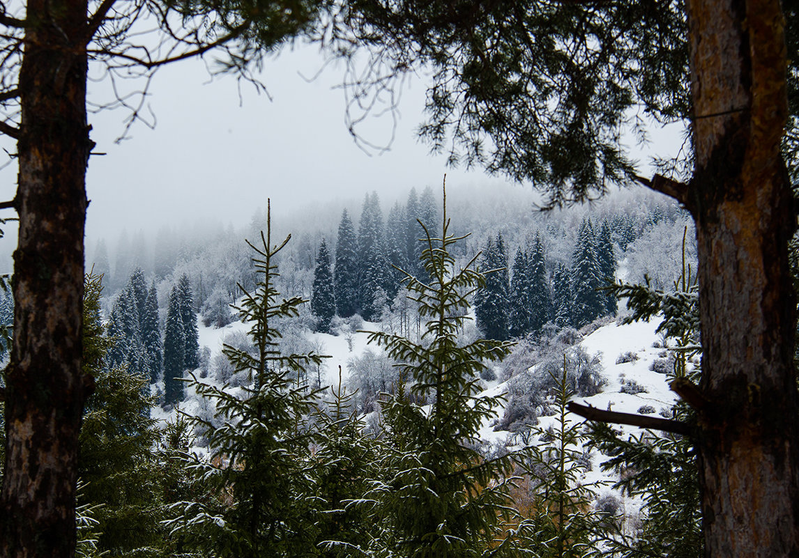 Снежный лес - Konstantin 
