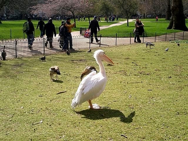 Пеликан в весеннем парке. - Елена 