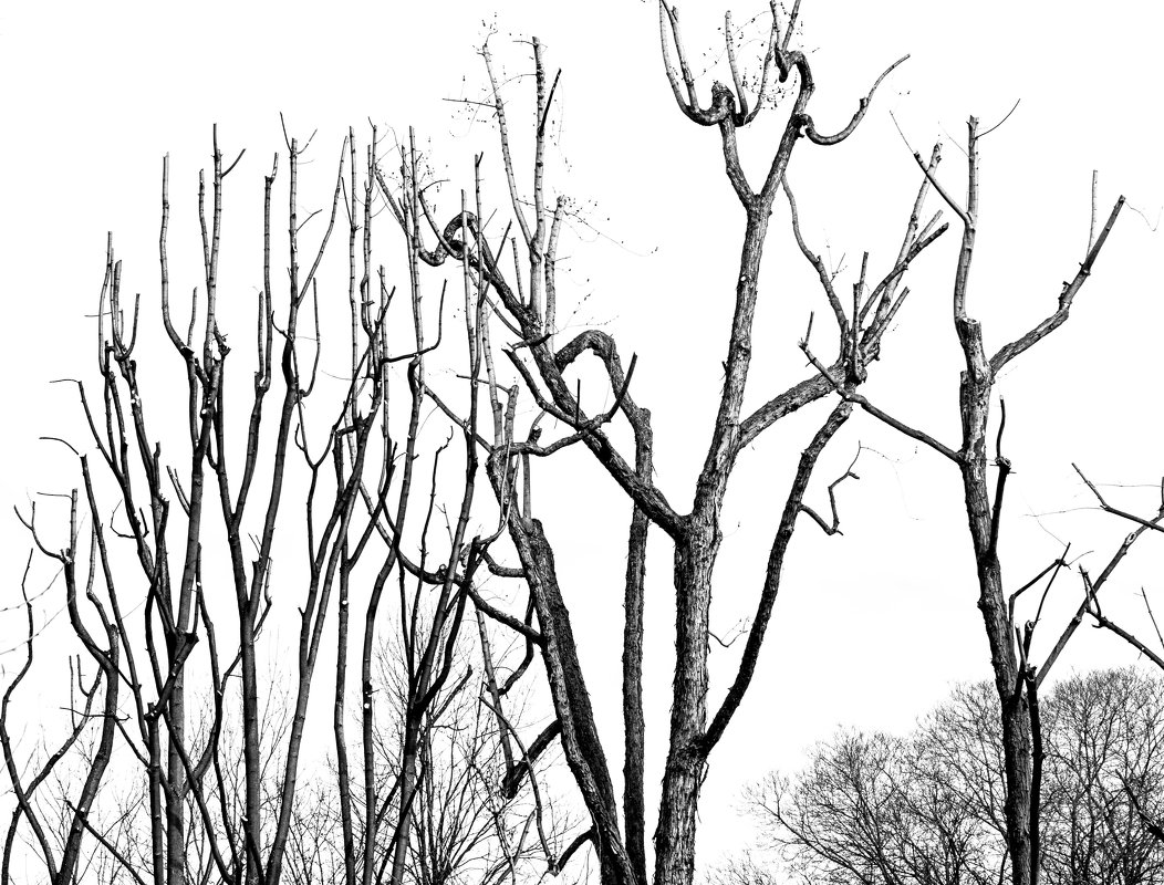 деревья Милана - Natalya Kopyl