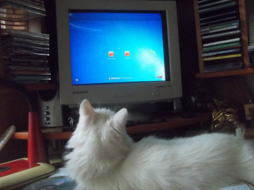 Ну кто сказал, что кошки не любят компьютер?! - Владимир Ростовский 