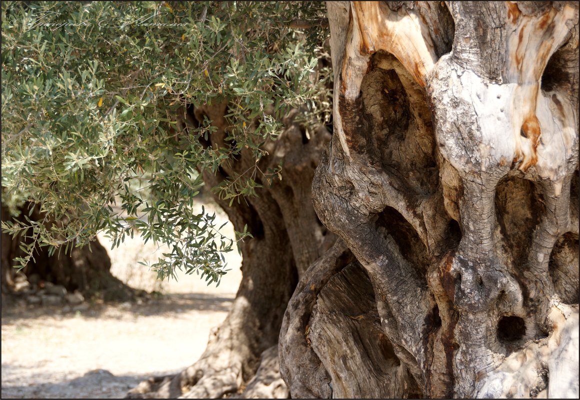 Этой оливе больше 1000 лет - Наталия Григорьева