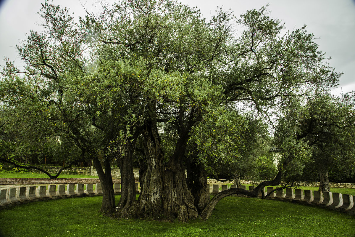 Дереву больше двух тысяч лет - Gennadiy Karasev