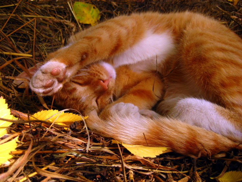 Осенний кот - оля san-alondra
