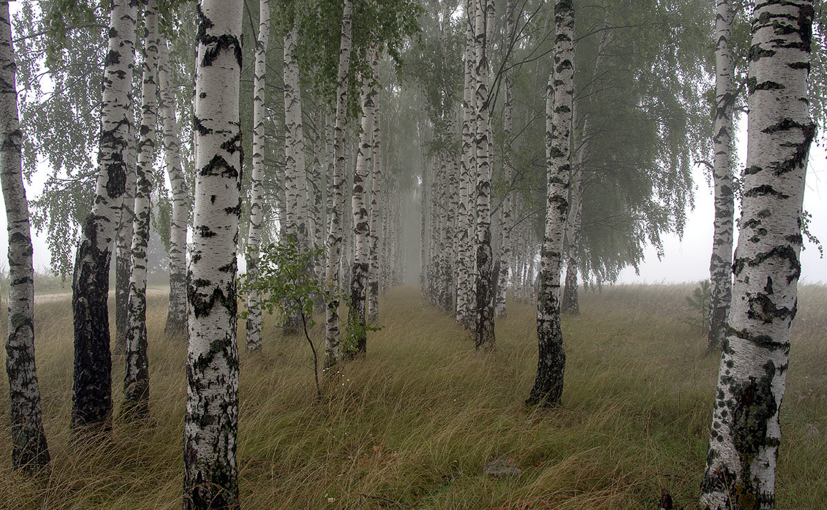 Туман в лесозащитной полосе....... - Игорь Егоров