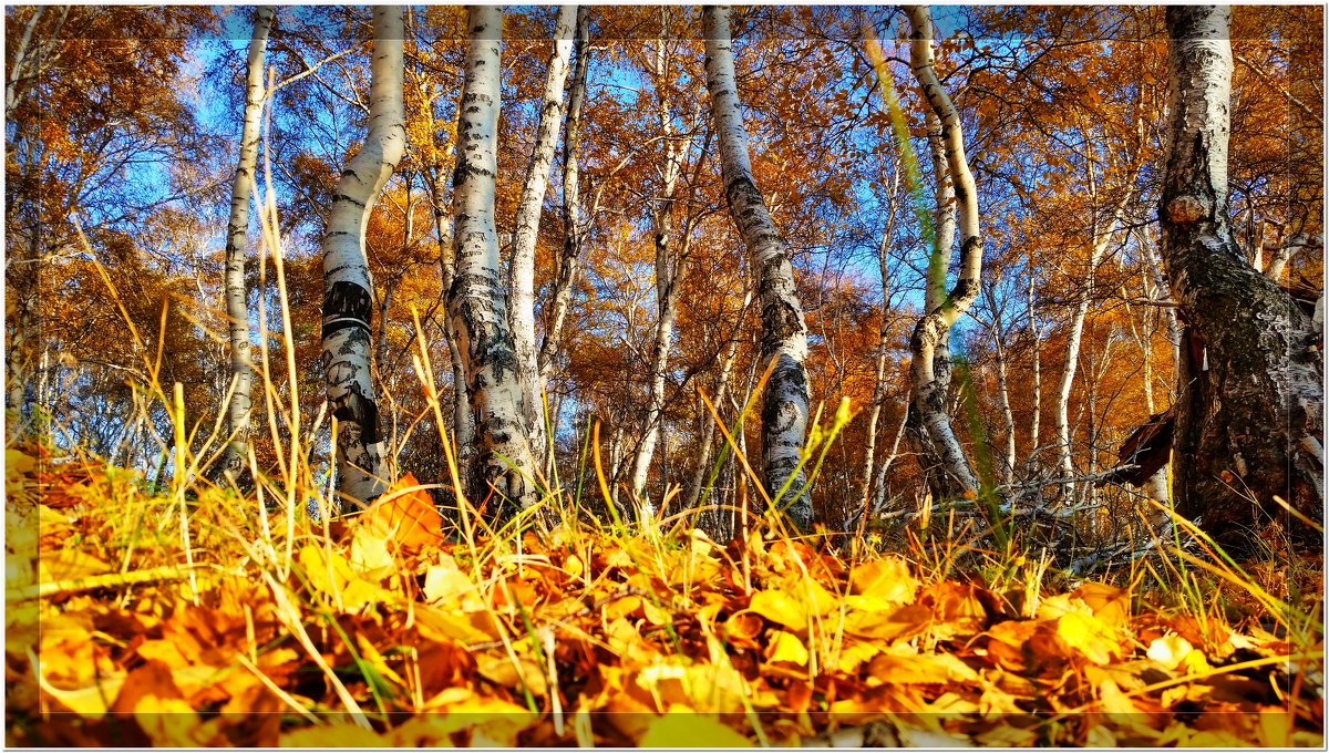 Осень - Есен 