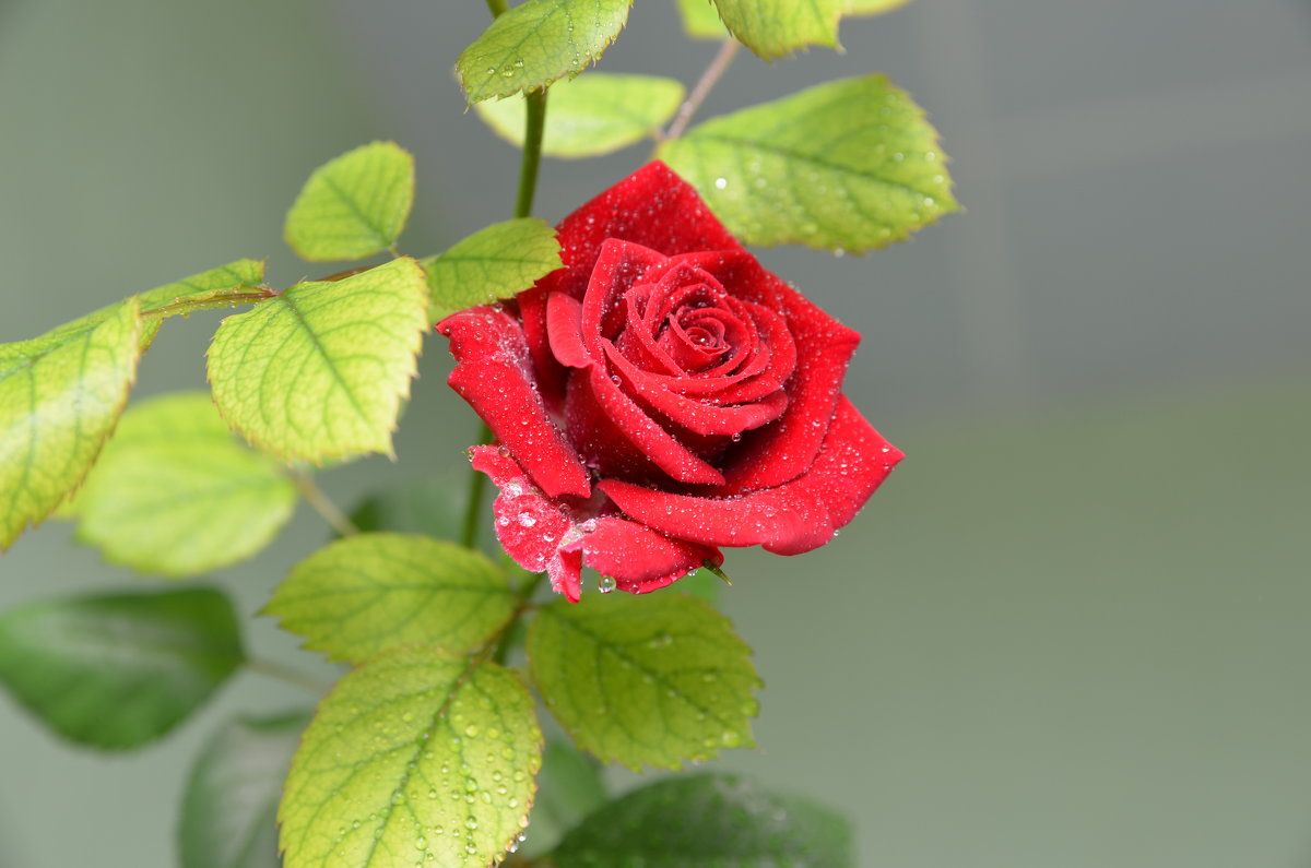 цветение розы - Геннадий 