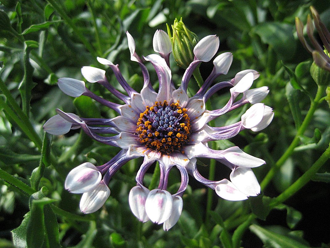 Osteospermum / Остеоспермум - laana laadas