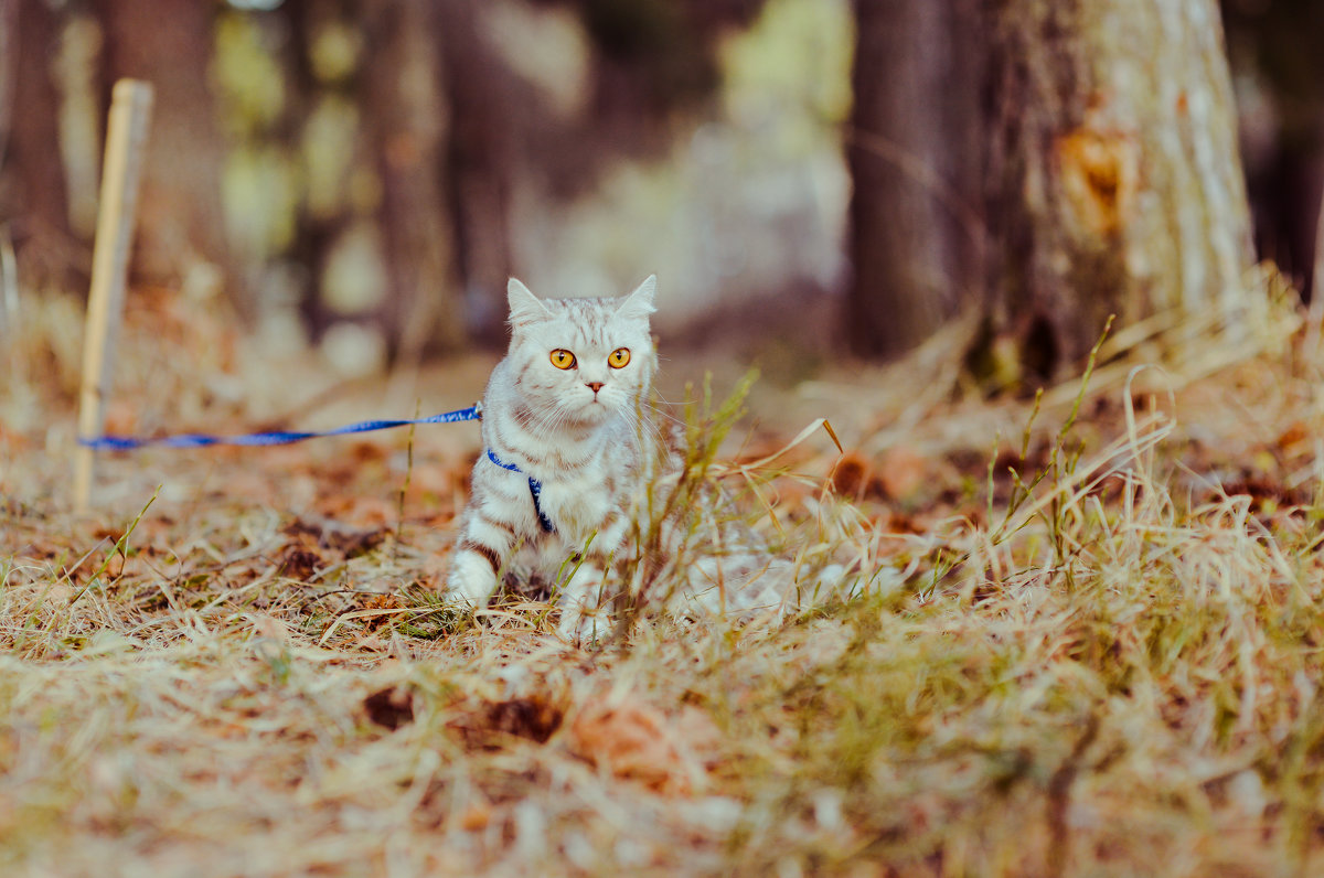 Arlin Charming Cat - Юлия Богданова