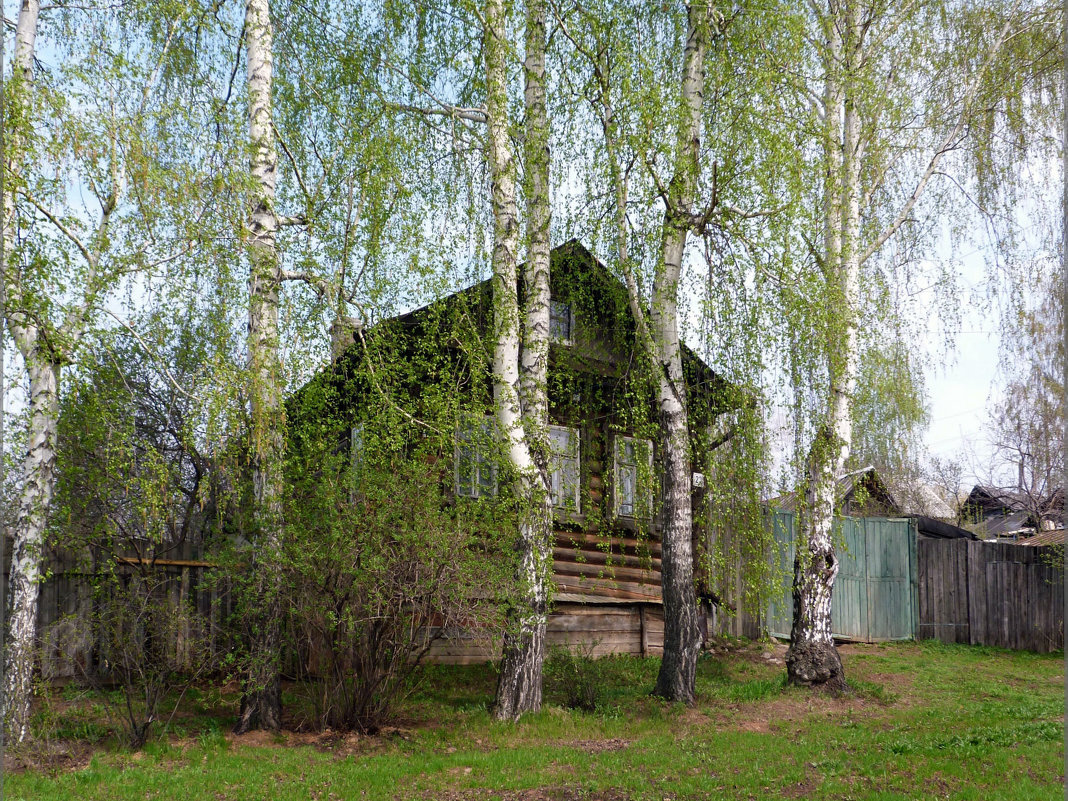 В зеленой дымке весенних  берез - Ната Волга