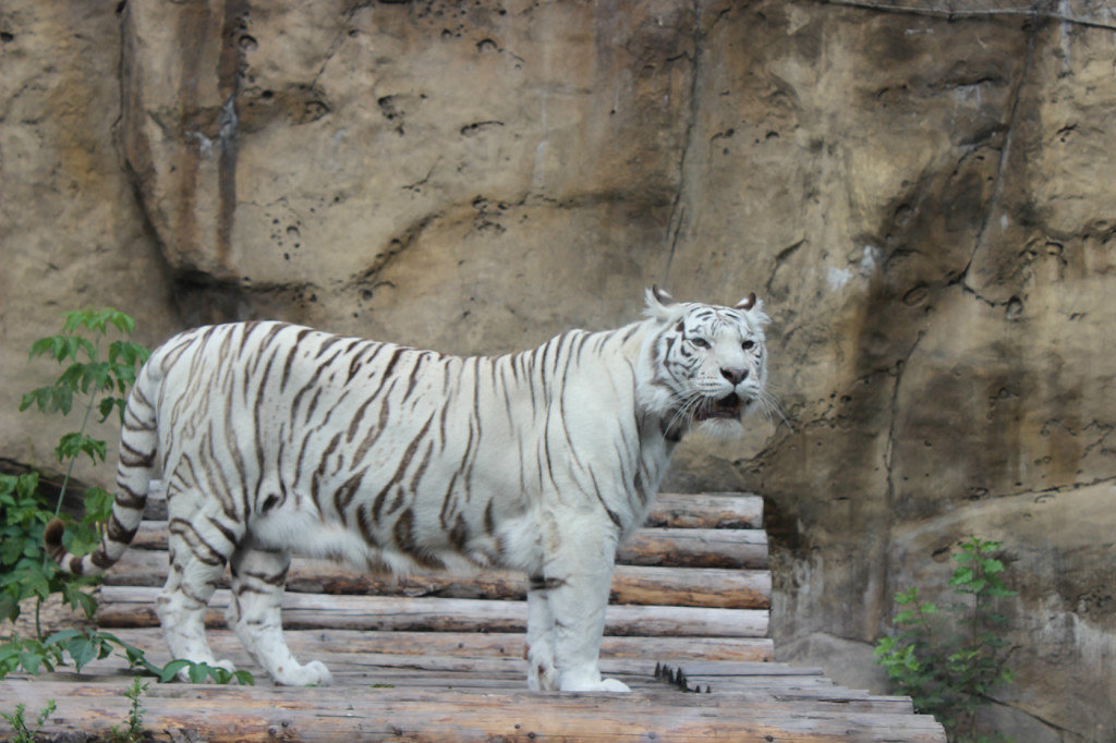 белый тигр - Елена Резникова