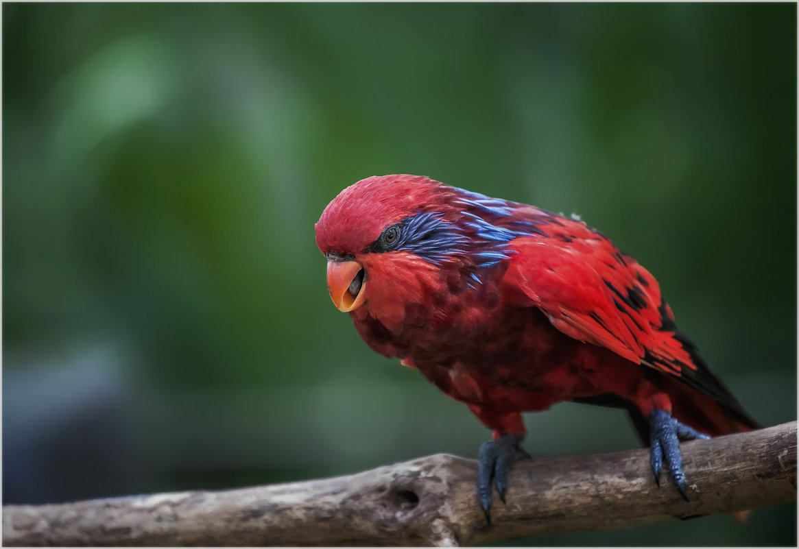 Жрать давай...Куала-Лумпурский парк птиц...Малайзия. - Александр Вивчарик