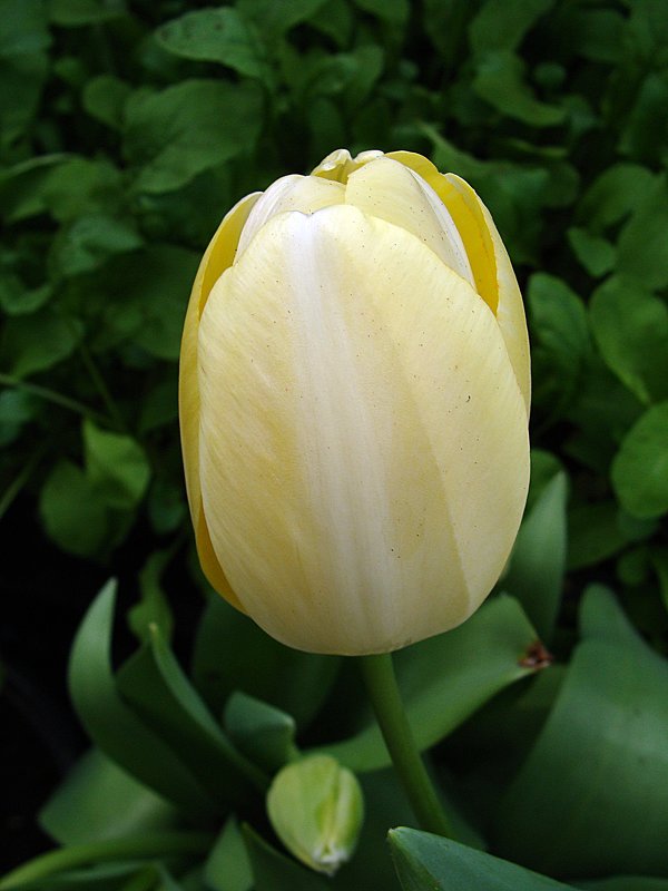 Тюльпан " Ivory Floradale " - laana laadas