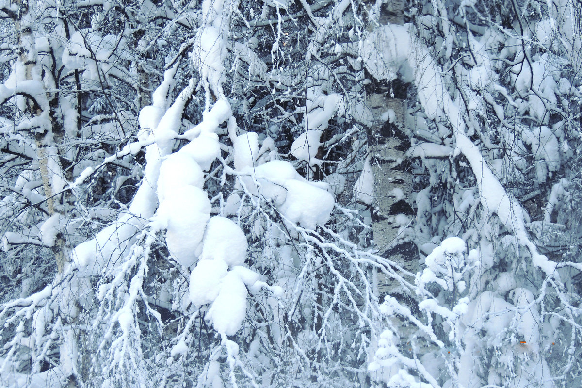 После снегопада - petyxov петухов