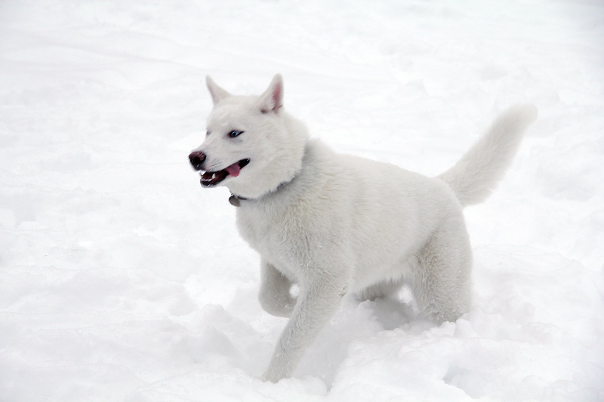 Снежный пес - Наталья Каравай