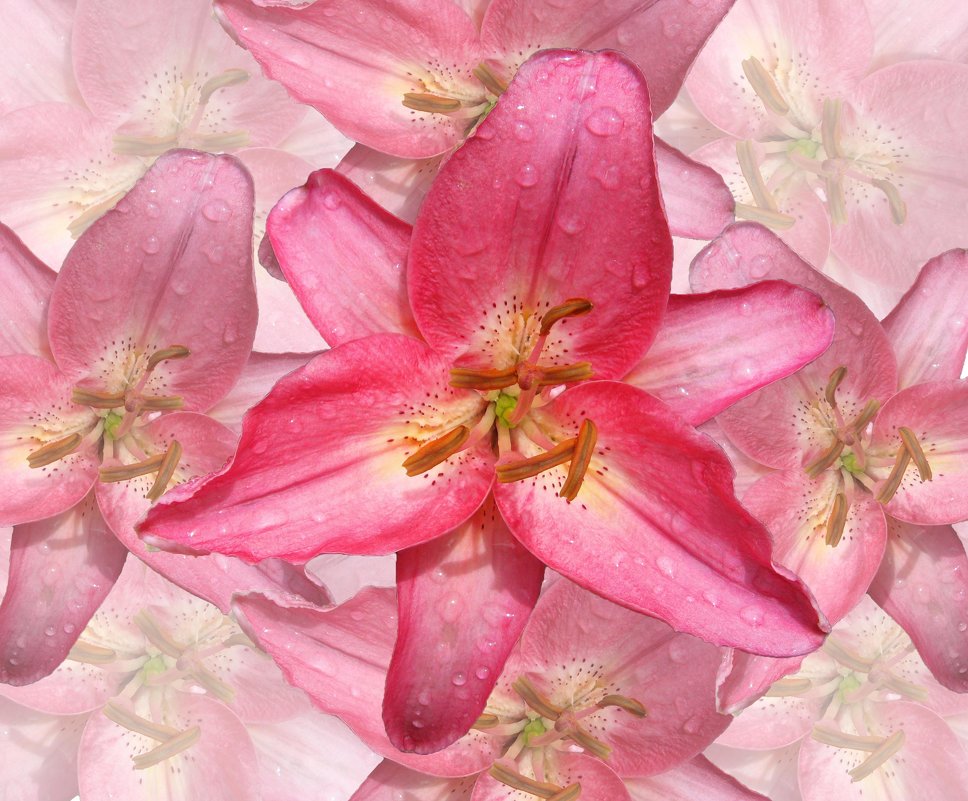 лилия розовая - Ангелина К