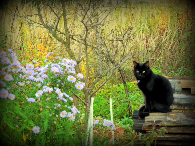 Черный кот - лена григорьева